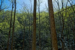 Bright Spring Green Foliage on the Daniel Ridge Loop Trail