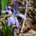 Dwarf Crested Iris beside the Daniel Ridge Loop Trail