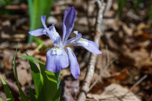 Dwarf Crested Iris beside the Daniel Ridge Loop Trail