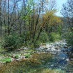 Davidson River Below the Bridge