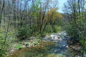 Davidson River Below the Bridge