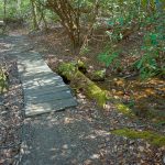 Mossy Bridge Timbers on the Daniel Ridge Loop Trail