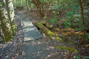 Mossy Bridge Timbers on the Daniel Ridge Loop Trail