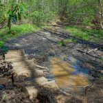 Boggy Area on the Daniel Ridge Loop Trail