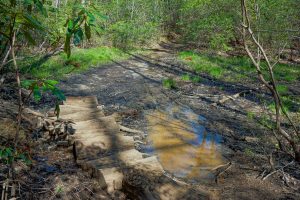 Boggy Area on the Daniel Ridge Loop Trail