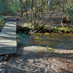 Flagging for New Bridge on the Daniel Ridge Loop Trail