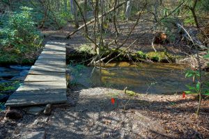 Flagging for New Bridge on the Daniel Ridge Loop Trail