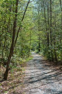 Old Davidson River Road