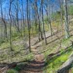 Open Area Below Ridgeline on Daniel Ridge Loop