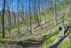 Open Area Below Ridgeline on Daniel Ridge Loop