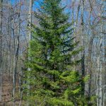 Red Spruce on the Daniel Ridge Loop Trail