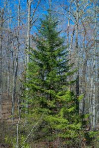 Red Spruce on the Daniel Ridge Loop Trail