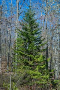 Red Spruce on the Daniel Ridge Loop Trail