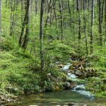 Right Fork Valley in Spring