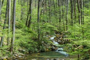 Right Fork Valley in Spring