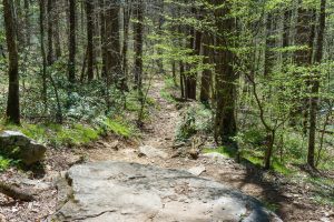 Rock Slab on Daniel Ridge Loop Trail