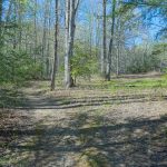 Second Wildlife Opening on the Daniel Ridge Loop Trail