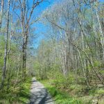 Start of the Daniel Ridge Loop Trail