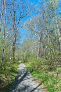 Start of the Daniel Ridge Loop Trail