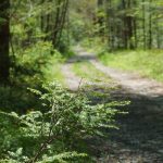 Hemlock beside Daniel Ridge Loop