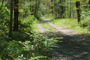 Hemlock beside Daniel Ridge Loop