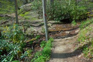 Stream Crossing on the Daniel Ridge Loop Trail