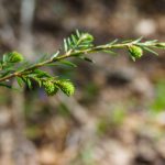 Surviving Young Hemlock on Daniel Ridge Loop