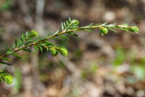 Surviving Young Hemlock on Daniel Ridge Loop