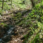 Tributary of Right Fork on Daniel Ridge Loop