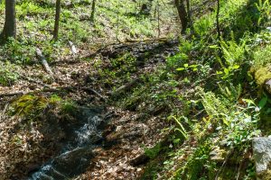 Tributary of Right Fork on Daniel Ridge Loop