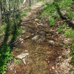 Wet Section of Daniel Ridge Loop Trail