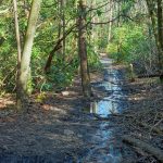 Wet Section of the Daniel Ridge Loop Trail