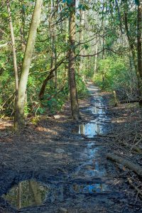 Wet Section of the Daniel Ridge Loop Trail