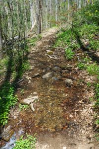 Wet Section of Daniel Ridge Loop Trail