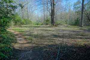 Wildlife Opening on the Daniel Ridge Loop Trail