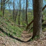 Railroad Cut on the Farlow Gap Trail