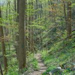 Early Spring Foliage on the Farlow Gap Trail
