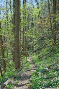 Early Spring Foliage on the Farlow Gap Trail