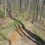 Open Forest along the Farlow Gap Trail