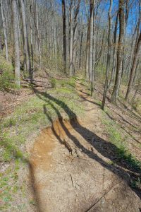 Open Forest along the Farlow Gap Trail