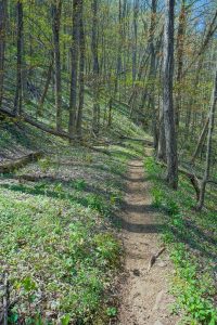 Open Section of the Farlow Gap Trail