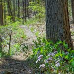 Robin's Plantain Beside Farlow Gap Trail