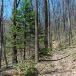 Red Spruce beside the Farlow Gap Trail