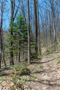 Red Spruce beside the Farlow Gap Trail