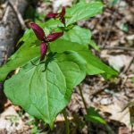 Red Trillium on the Farlow Gap Trail