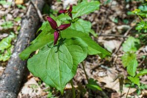 Red Trillium on the Farlow Gap Trail