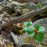 Red Trillium and Old Rail on the Farlow Gap Trail