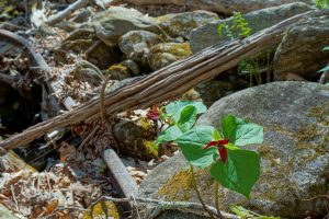 Red Trillium and Old Rail on the Farlow Gap Trail