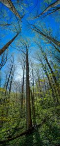 Tall Tuliptree on Right Fork