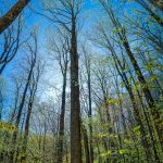 Tall Tuliptree on Right Fork